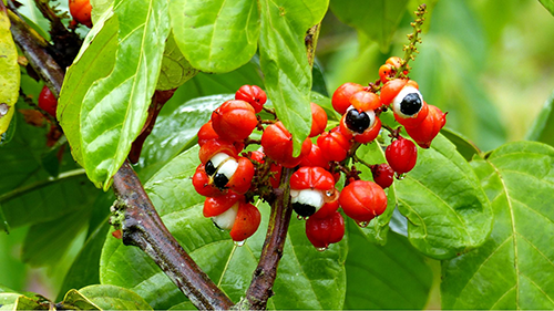 uronat guarana