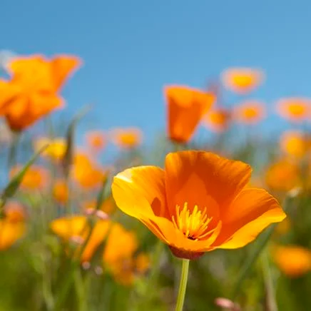 uronat pavot californie