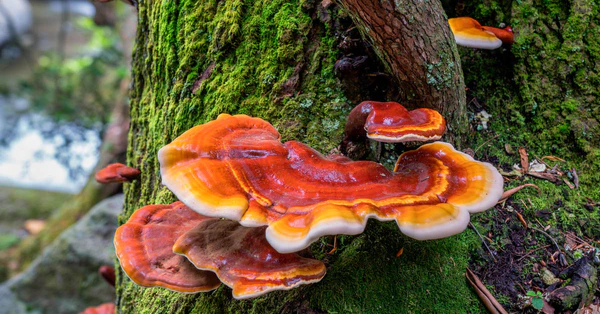 uronat reishi