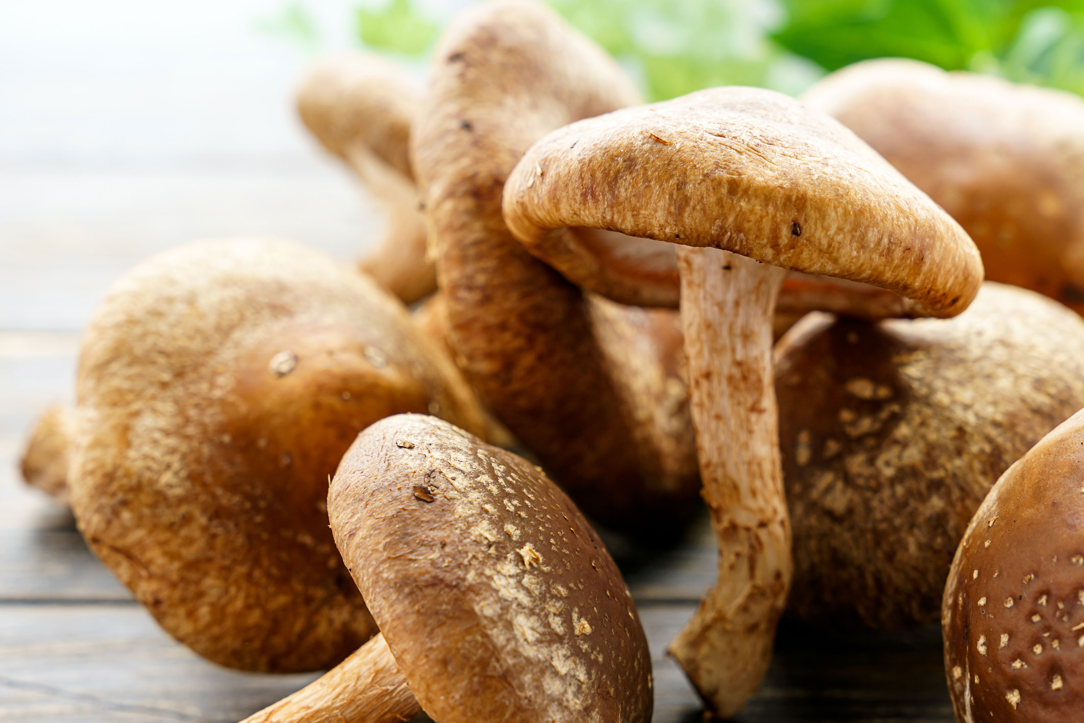 uronat shiitake