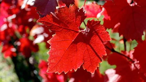 uronat vigne rouge