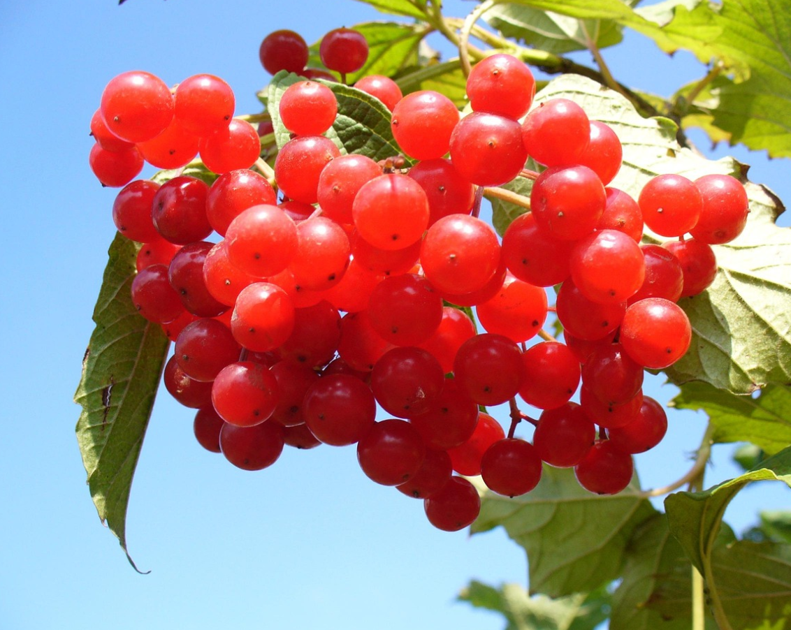 Uronat cranberries